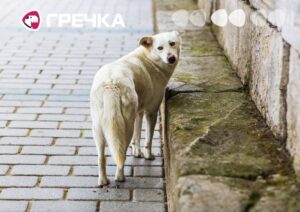 безпритульні собаки собака у місті