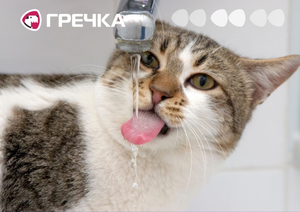 кіт кран води немає котик