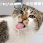 кіт кран води немає котик