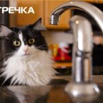 Кіт води немає кран раковина
