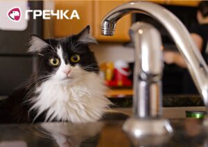 Кіт води немає кран раковина