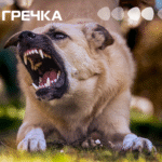сказ собака