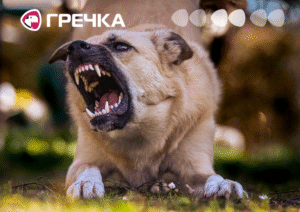 сказ собака