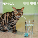 вода кіт