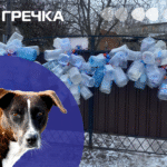 Тварини у притулку без води