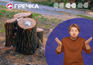На Кіровоградщині сільгосппідприємство вирубує лісосмуги