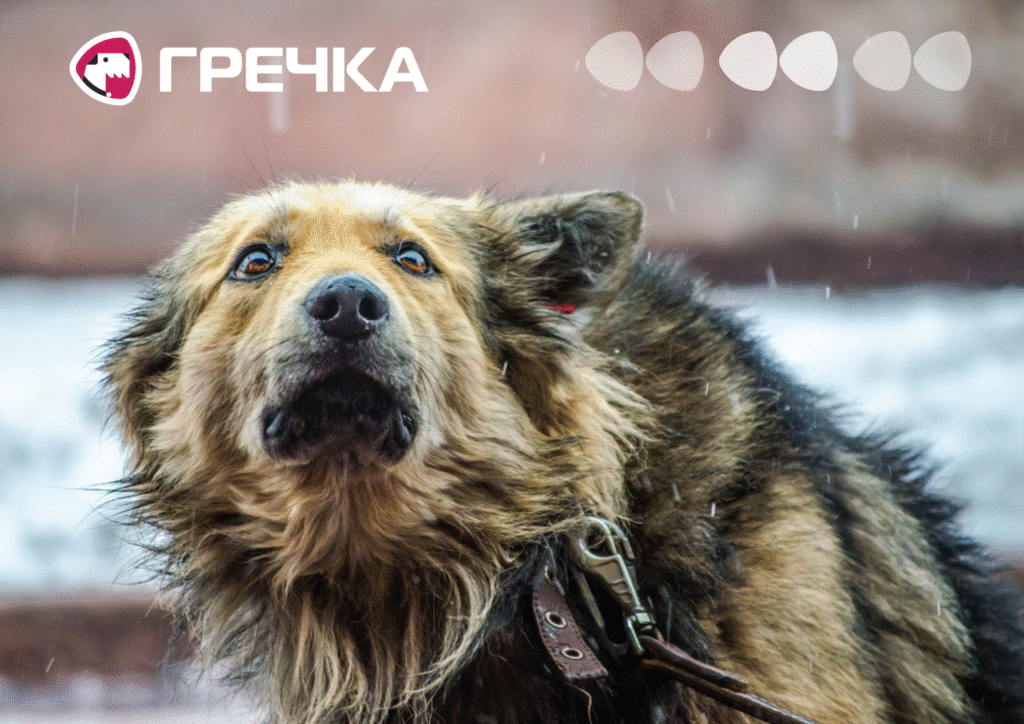безпритульні тварини у холод
