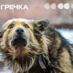 безпритульні тварини у холод
