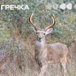 заборона полювання на оленя заборонене на Кіровоградщині