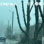 на Яновського обрізали дерева