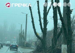на Яновського обрізали дерева