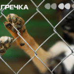 ділянка зоопритулок Бім виставлена на продаж