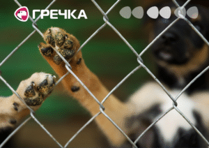 ділянка зоопритулок Бім виставлена на продаж