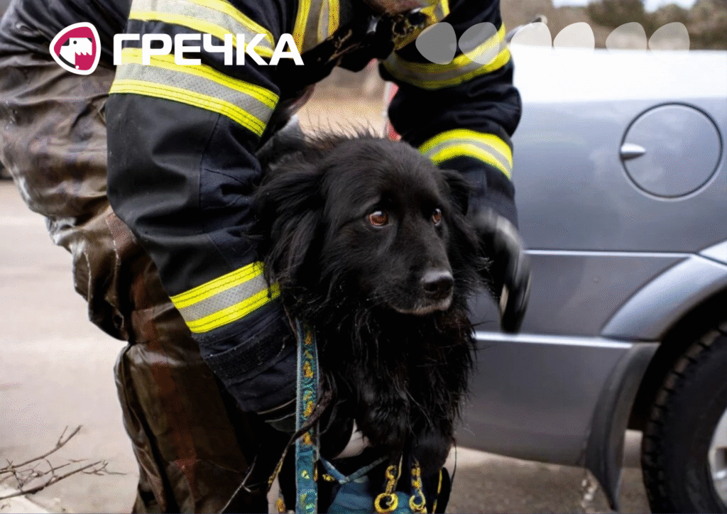 кропивничани рятують тварин із затопленого притулку
