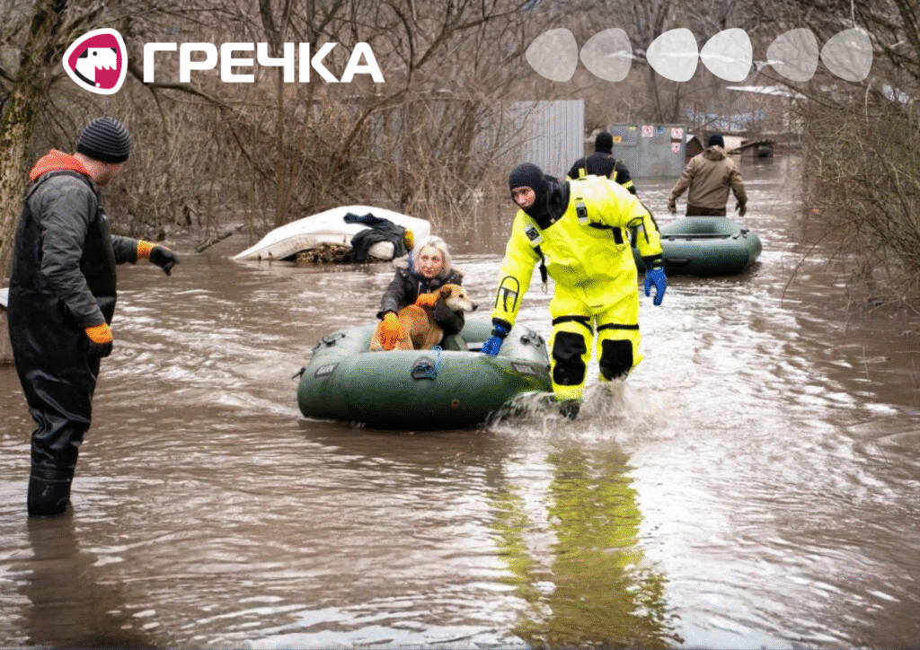 кропивничани рятують тварин із затопленого притулку