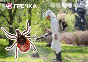 кліщів оброблятимуть як вберегтися