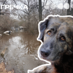 бім притулок повторне затоплення
