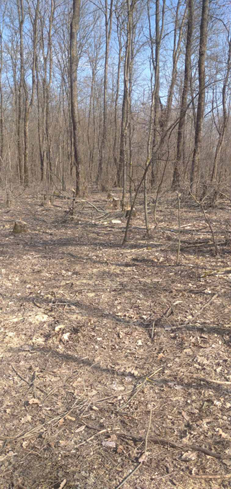 порубали дерева заказник Косюрівський