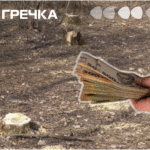 вирубка дерев відшкодувати мільйонів у заказнику