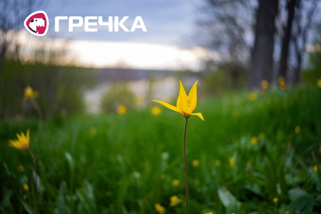 У Кропивницькому цвітуть квіти