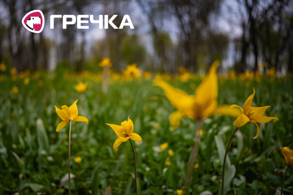 Весна Кропивницький 2026