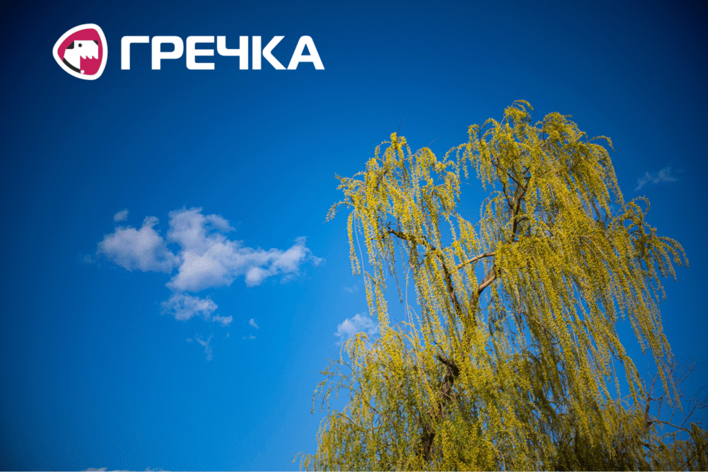 Весна-2026 у Кропивницькому