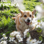 Весна у Кропивницькому