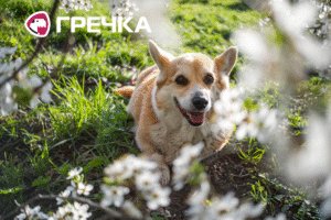 Весна у Кропивницькому