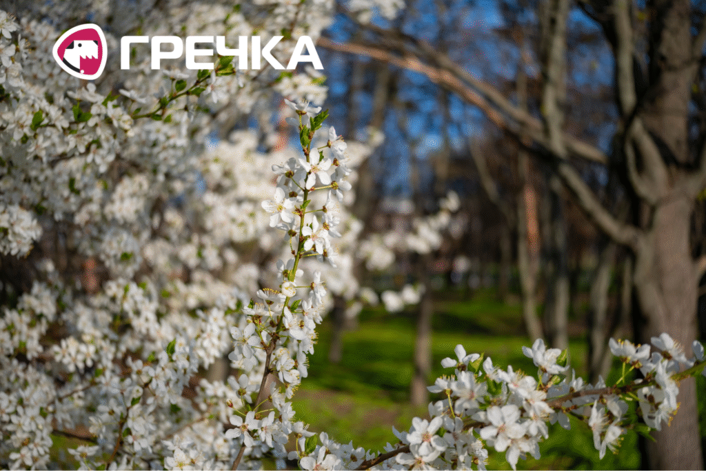 У Кропивницькому квітнуть дерева