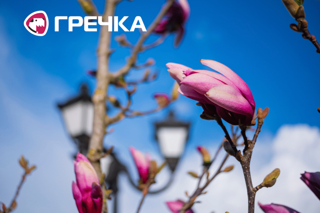 Магнолія у сквері Першого трамвая