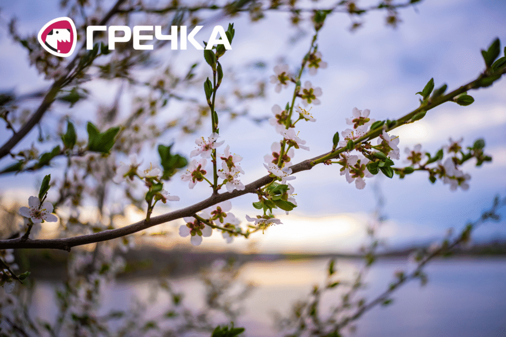 У Кропивницькому цвітуть вишні