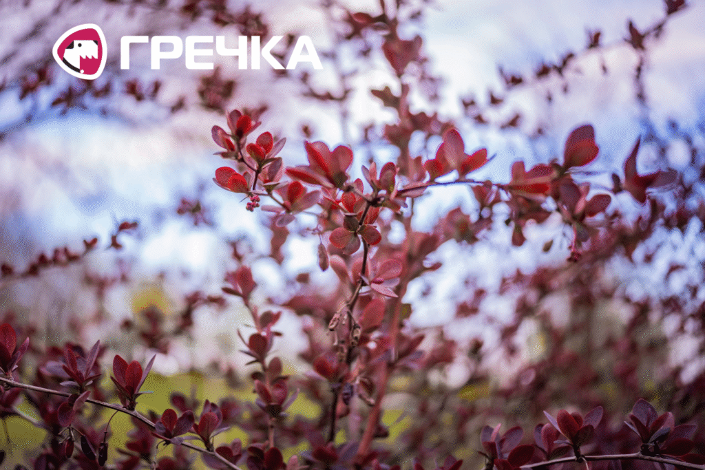 У Кропивницькому весна
