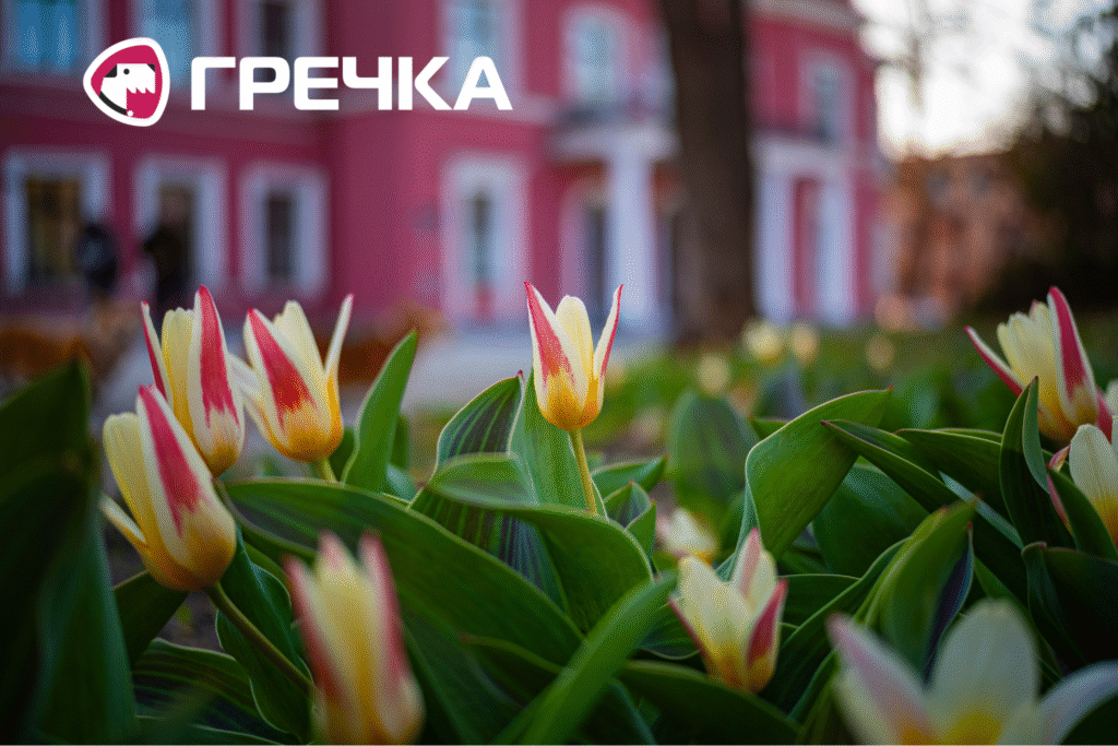Тюльпани біля Театру Кропивницького