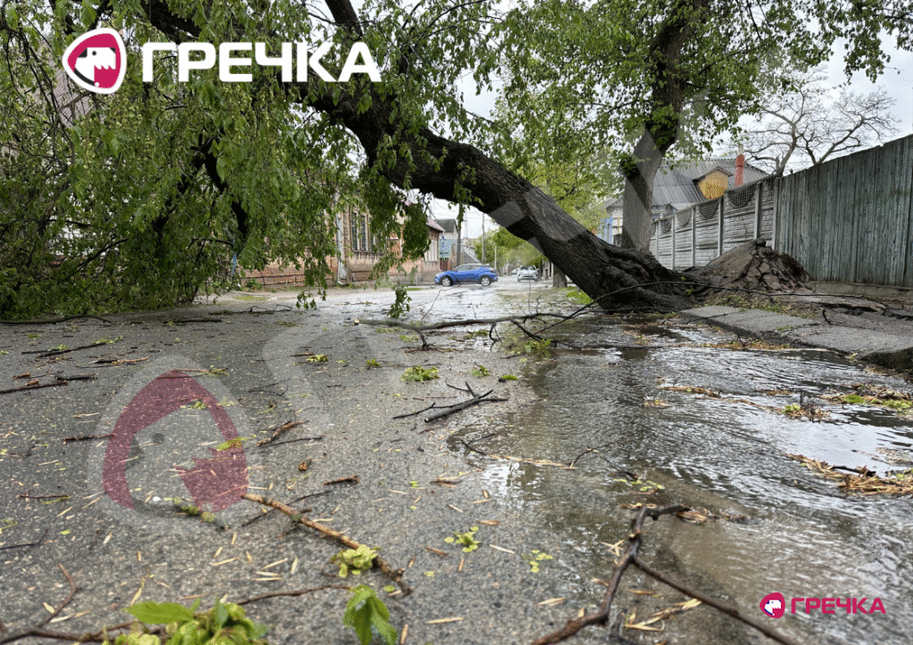 дерева впали у Кропивницькому негода