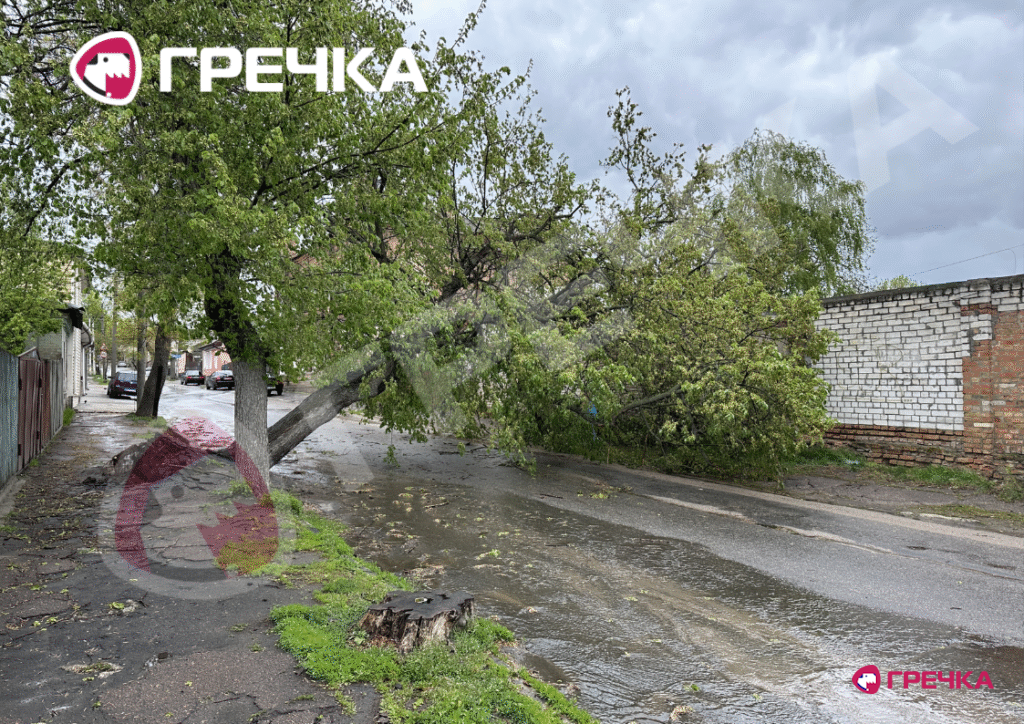 дерева впали на Архангельській 26 квітня