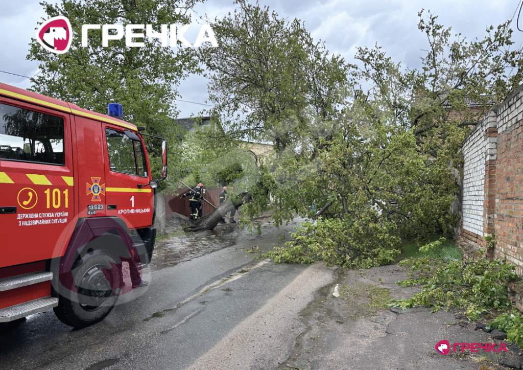 дерева впали по вулиці Архангельській 3
