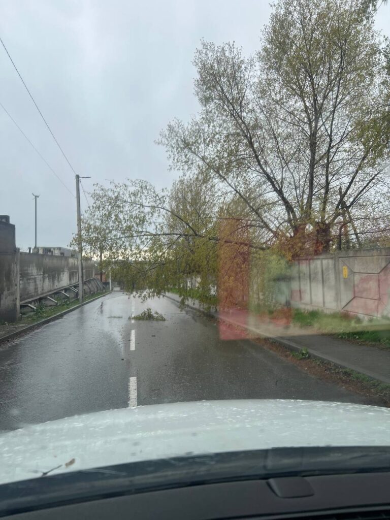 дерево впало по вулиці Братиславській