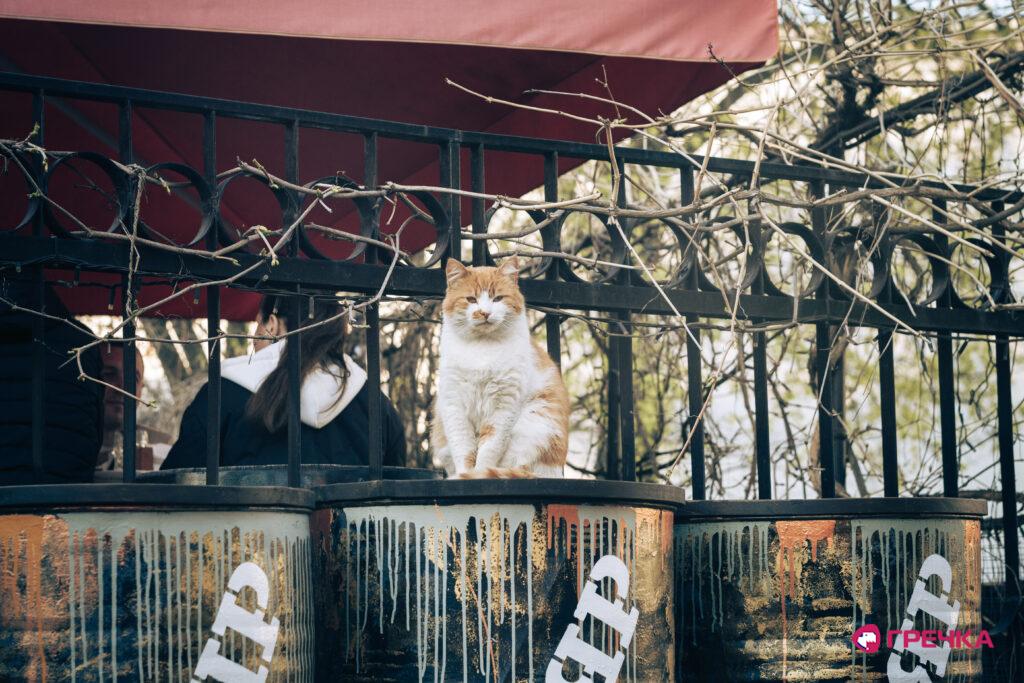 кіт туристичний Кропивницький