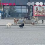 безпритульні собаки