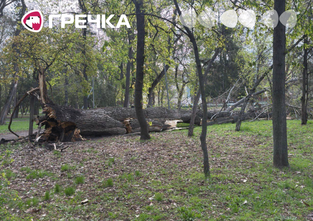 Через вітер у Ковалівському парку впало дерево
