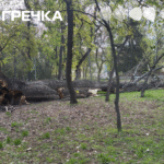 Через вітер у Ковалівському парку впало дерево