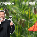 На Кіровоградщині пенсіонер на городі вирощував 606 кущів маку