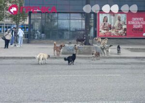 безпритульні собаки
