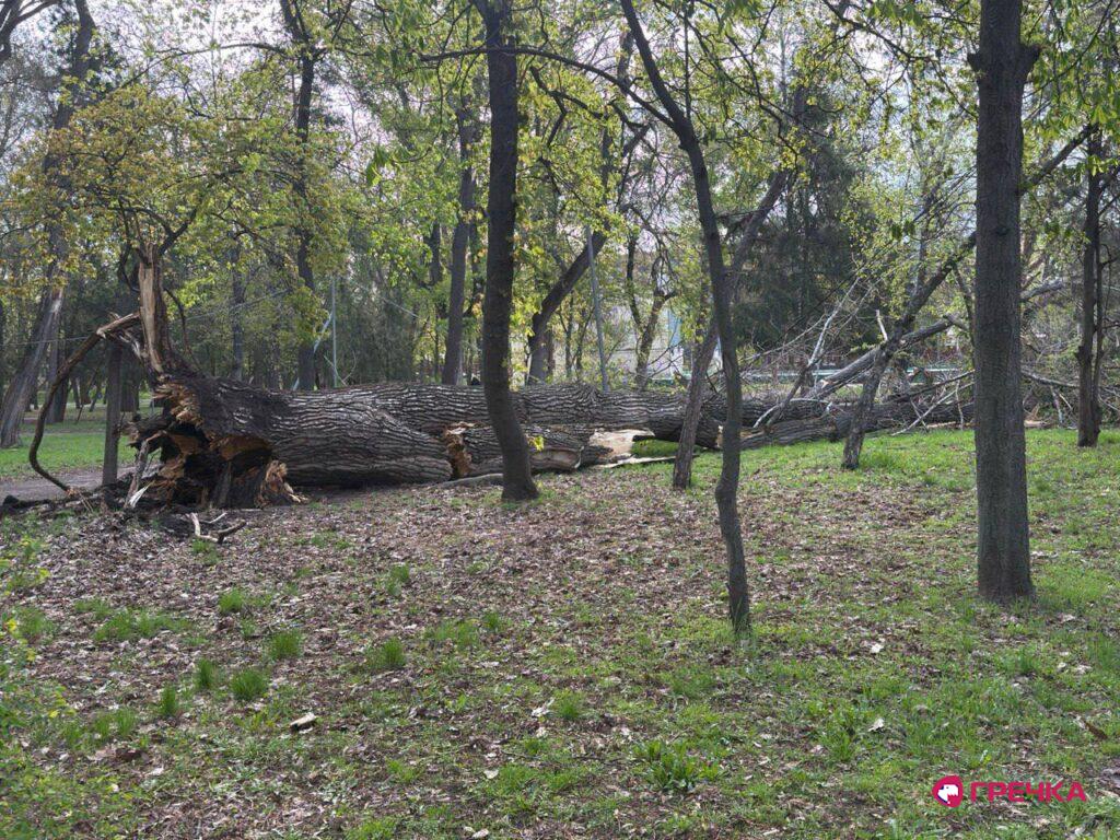 Через вітер у Ковалівському парку повалило дерево