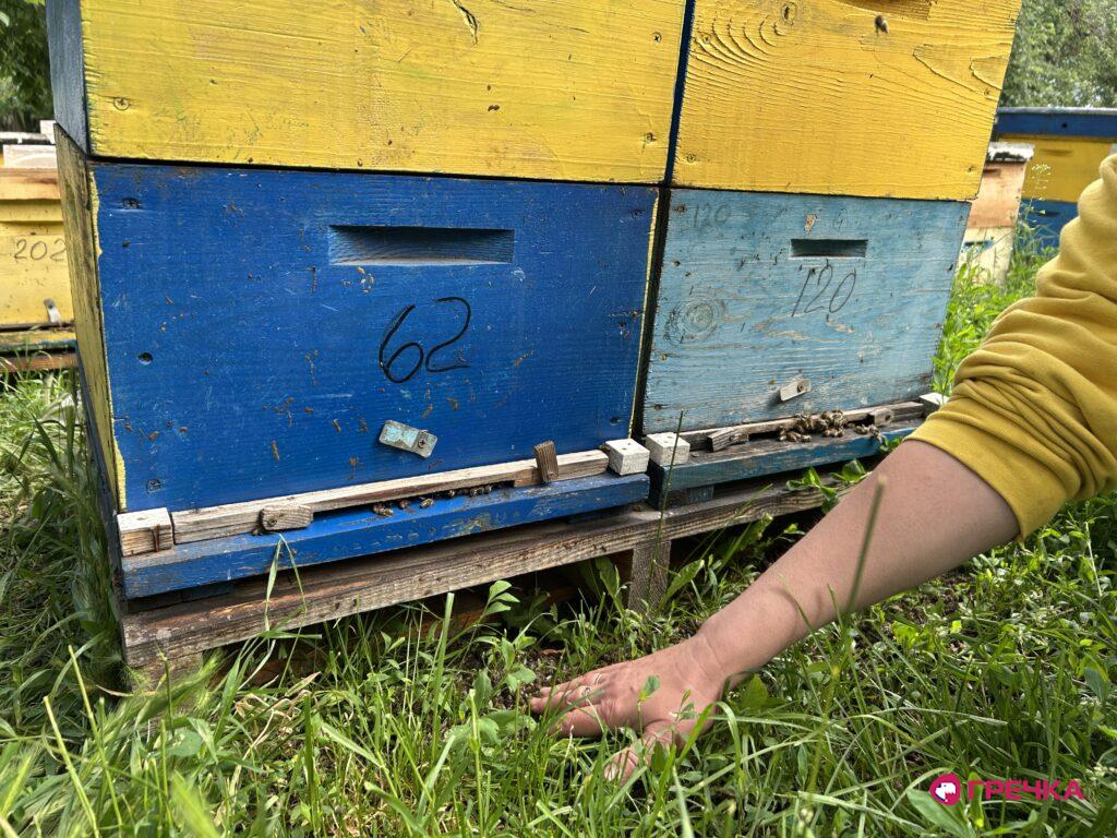 загибель бджіл Наталя Черниш