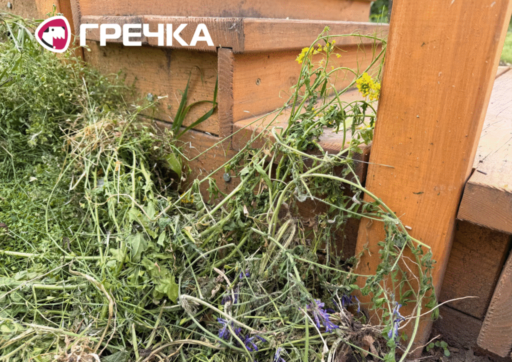 У сквері на Соборній скосили мавританський газон 3