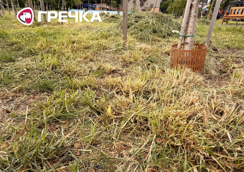 Скошений мавританський газон у сквері на Соборній 2