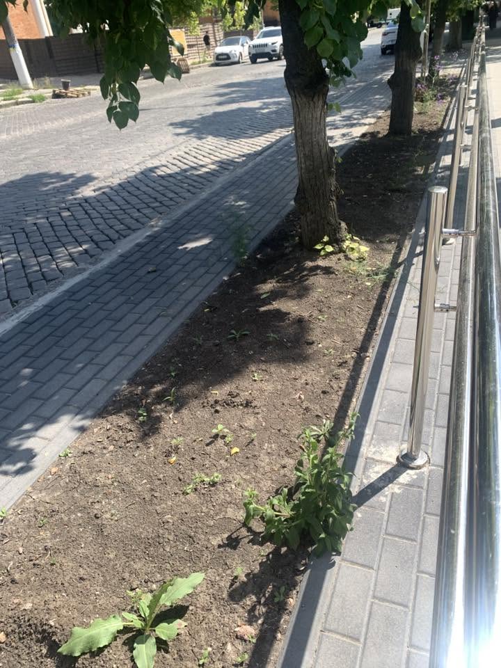 дерево і скошена клумба