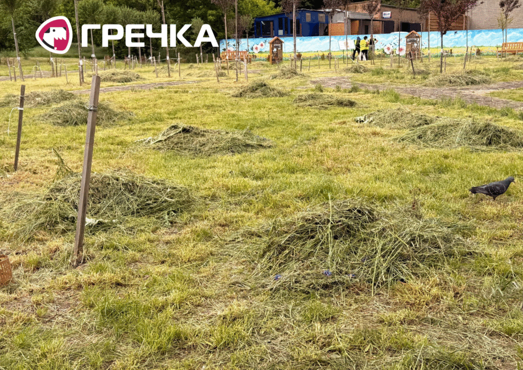 У сквері на Соборній скосили мавританський газон