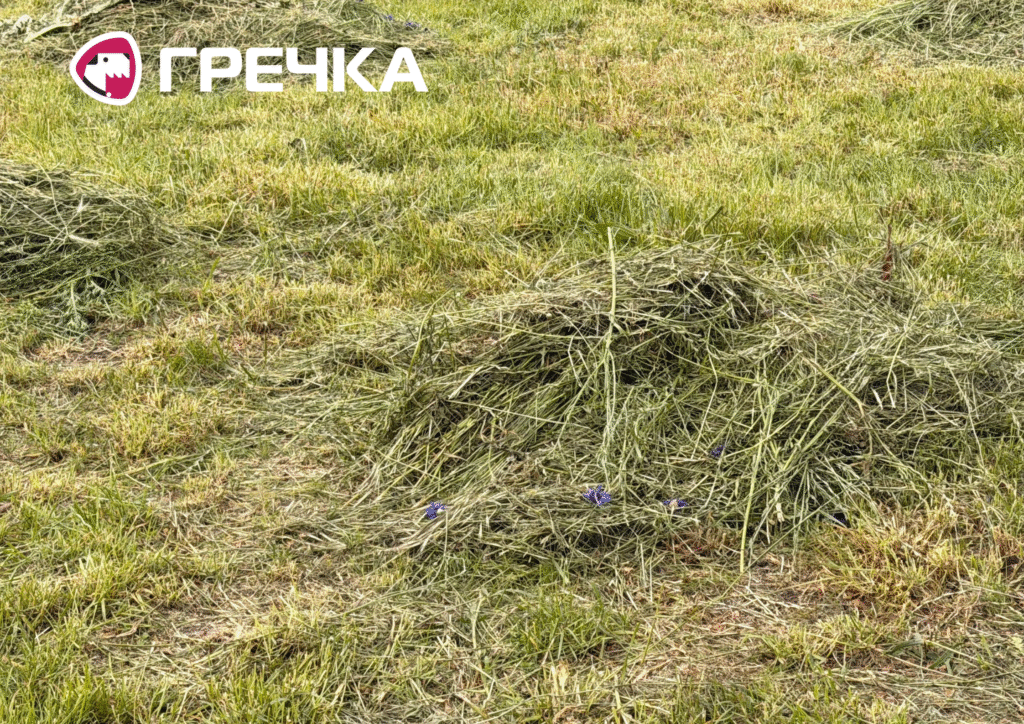 У сквері на Соборній скосили мавританський газон 2